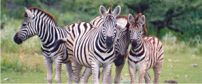 Etosha National Park zebra 202x84